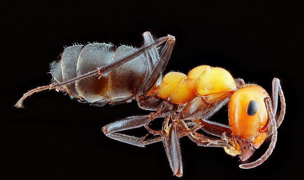 Ant Control service in North Richland Hills, TX