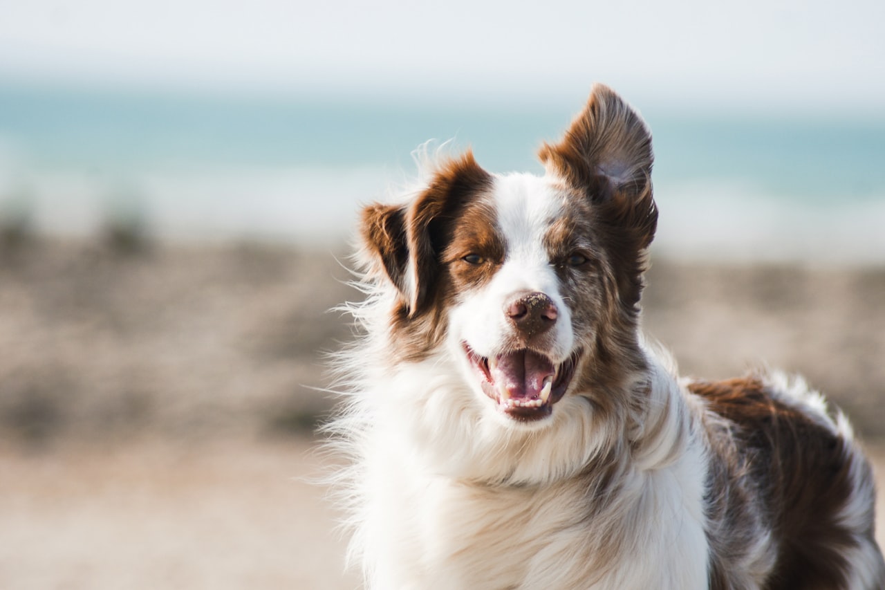 Flea & Tick Control service in North Richland Hills, TX