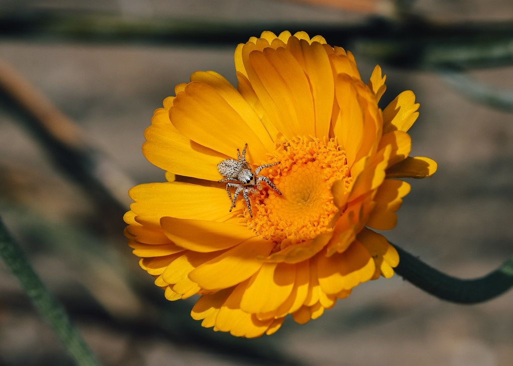 Spider Control service in North Richland Hills, TX